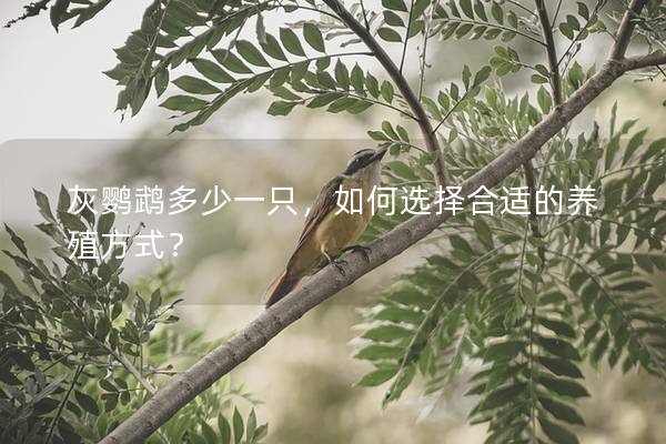 灰鹦鹉多少一只，如何选择合适的养殖方式？