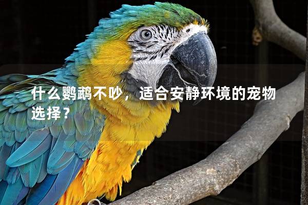什么鹦鹉不吵，适合安静环境的宠物选择？