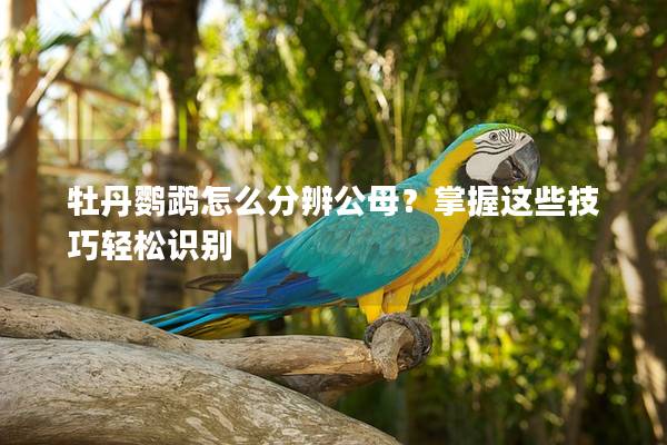 牡丹鹦鹉怎么分辨公母？掌握这些技巧轻松识别