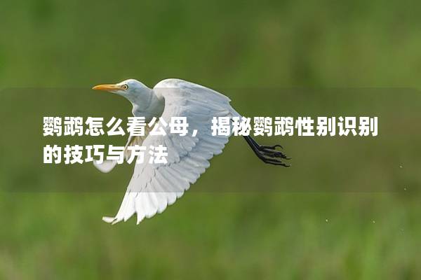 鹦鹉怎么看公母，揭秘鹦鹉性别识别的技巧与方法