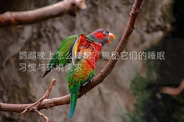 鹦鹉晚上怎么睡觉？揭秘它们的睡眠习惯与环境需求