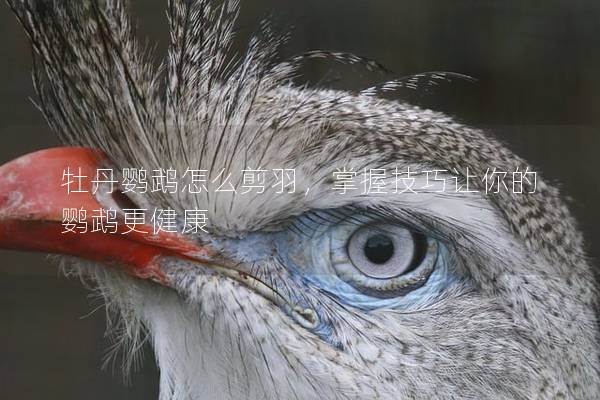 牡丹鹦鹉怎么剪羽，掌握技巧让你的鹦鹉更健康