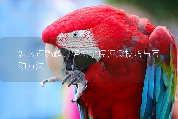 怎么逗鹦鹉，轻松掌握逗趣技巧与互动方法