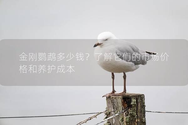 金刚鹦鹉多少钱？了解它们的市场价格和养护成本
