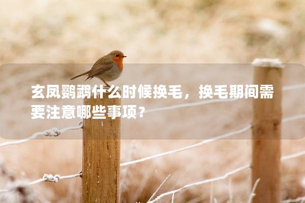 玄凤鹦鹉什么时候换毛，换毛期间需要注意哪些事项？