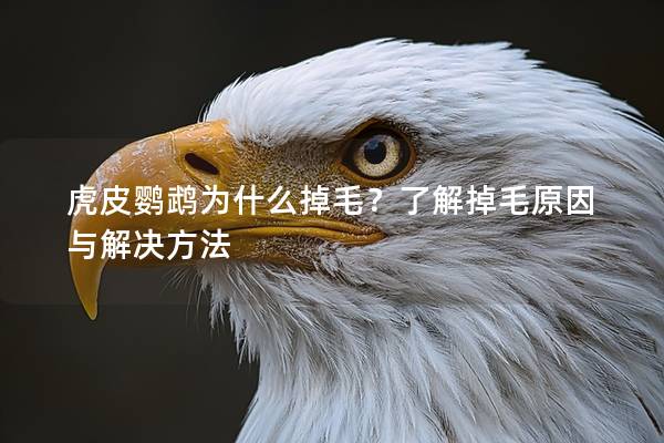 虎皮鹦鹉为什么掉毛？了解掉毛原因与解决方法