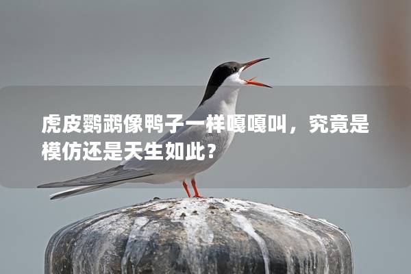 虎皮鹦鹉像鸭子一样嘎嘎叫，究竟是模仿还是天生如此？