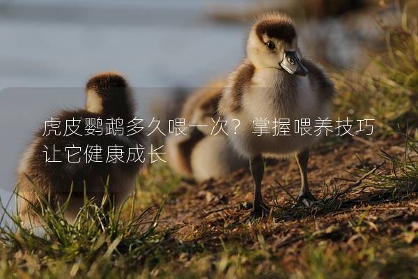 虎皮鹦鹉多久喂一次？掌握喂养技巧让它健康成长
