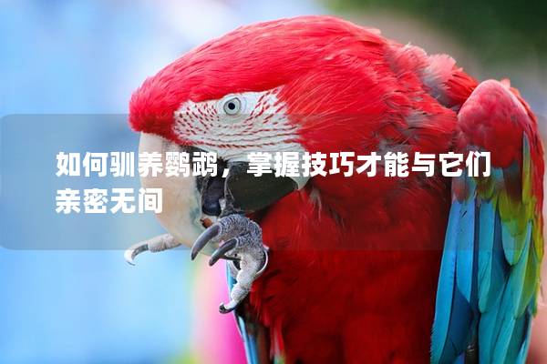 如何驯养鹦鹉，掌握技巧才能与它们亲密无间
