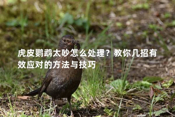 虎皮鹦鹉太吵怎么处理？教你几招有效应对的方法与技巧