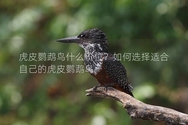 虎皮鹦鹉鸟什么价位？如何选择适合自己的虎皮鹦鹉鸟