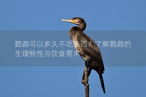 鹦鹉可以多久不吃东西？了解鹦鹉的生理特性与饮食需求