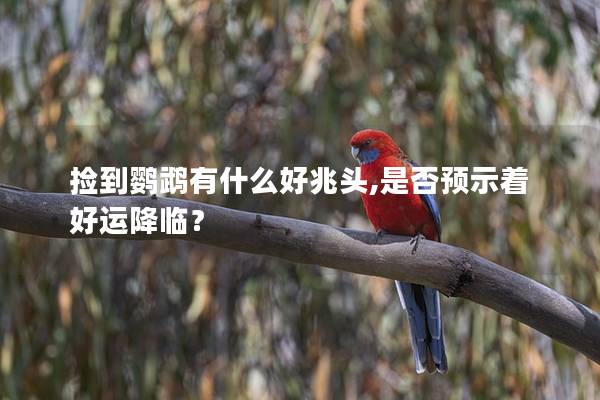 捡到鹦鹉有什么好兆头,是否预示着好运降临？