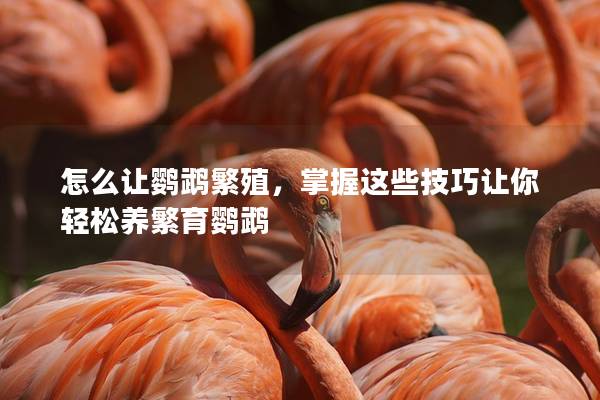 怎么让鹦鹉繁殖，掌握这些技巧让你轻松养繁育鹦鹉