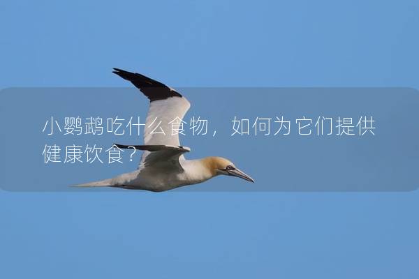 小鹦鹉吃什么食物，如何为它们提供健康饮食？