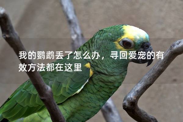 我的鹦鹉丢了怎么办，寻回爱宠的有效方法都在这里