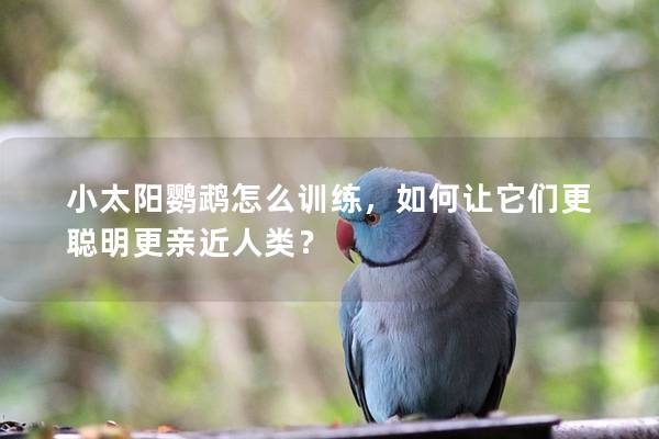 小太阳鹦鹉怎么训练，如何让它们更聪明更亲近人类？