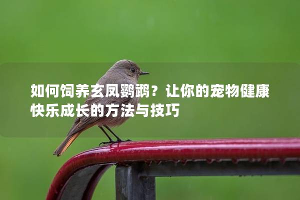 如何饲养玄凤鹦鹉？让你的宠物健康快乐成长的方法与技巧