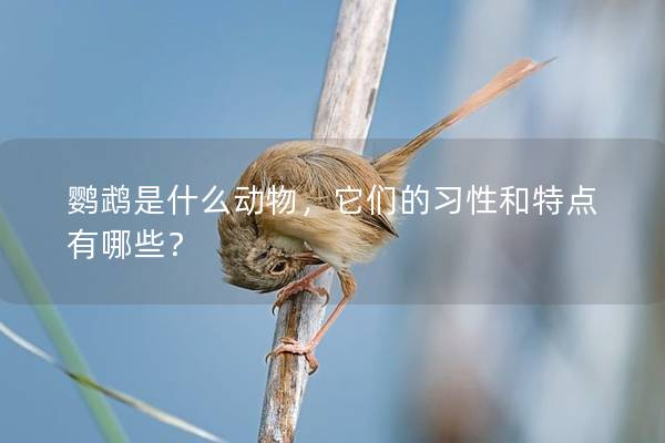 鹦鹉是什么动物，它们的习性和特点有哪些？