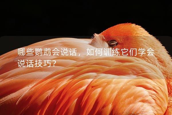 哪些鹦鹉会说话，如何训练它们学会说话技巧？