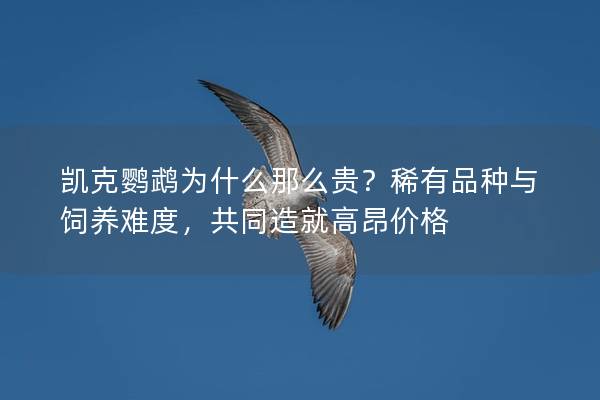 凯克鹦鹉为什么那么贵？稀有品种与饲养难度，共同造就高昂价格