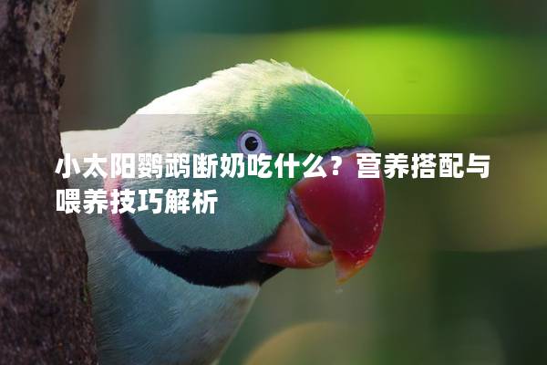 小太阳鹦鹉断奶吃什么？营养搭配与喂养技巧解析