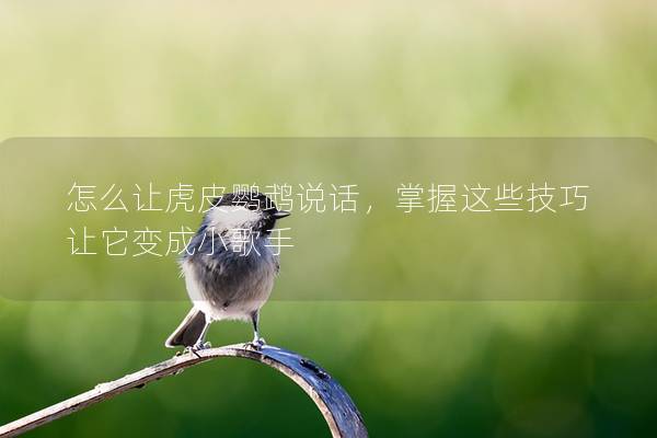 怎么让虎皮鹦鹉说话，掌握这些技巧让它变成小歌手