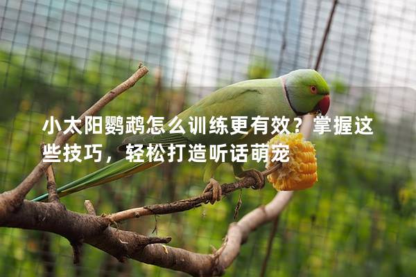 小太阳鹦鹉怎么训练更有效？掌握这些技巧，轻松打造听话萌宠