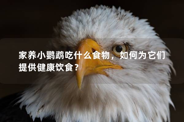 家养小鹦鹉吃什么食物，如何为它们提供健康饮食？