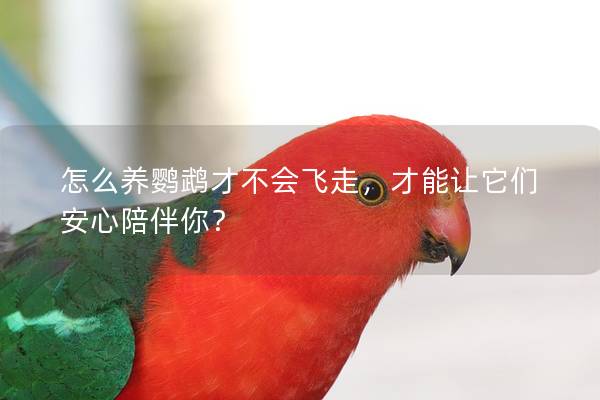 怎么养鹦鹉才不会飞走，才能让它们安心陪伴你？