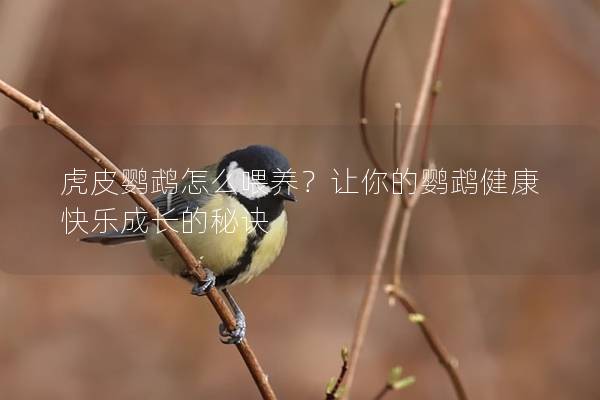 虎皮鹦鹉怎么喂养？让你的鹦鹉健康快乐成长的秘诀