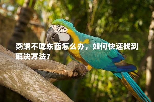 鹦鹉不吃东西怎么办，如何快速找到解决方法？