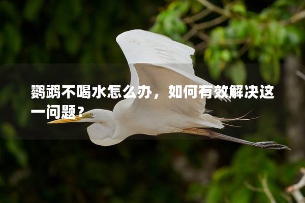鹦鹉不喝水怎么办，如何有效解决这一问题？