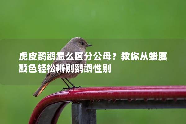 虎皮鹦鹉怎么区分公母？教你从蜡膜颜色轻松辨别鹦鹉性别