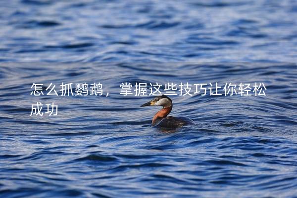 怎么抓鹦鹉，掌握这些技巧让你轻松成功