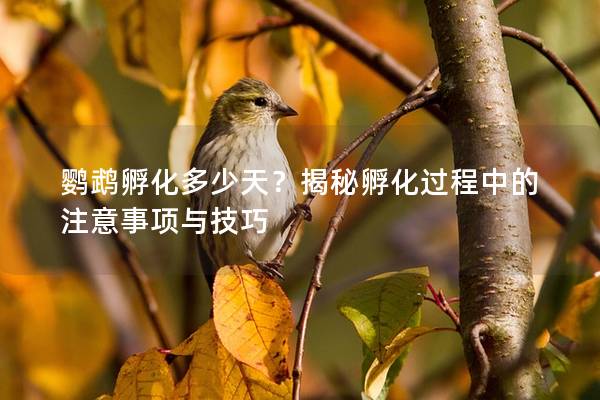 鹦鹉孵化多少天？揭秘孵化过程中的注意事项与技巧