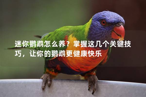 迷你鹦鹉怎么养？掌握这几个关键技巧，让你的鹦鹉更健康快乐