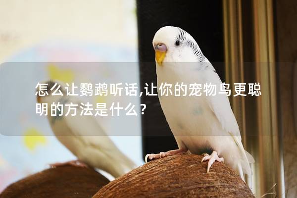怎么让鹦鹉听话,让你的宠物鸟更聪明的方法是什么？