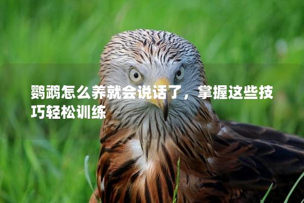 鹦鹉怎么养就会说话了，掌握这些技巧轻松训练