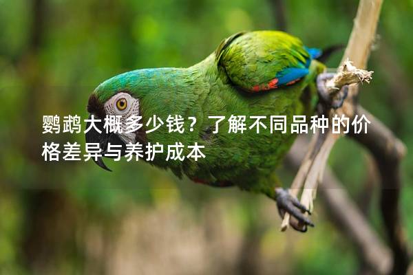 鹦鹉大概多少钱？了解不同品种的价格差异与养护成本