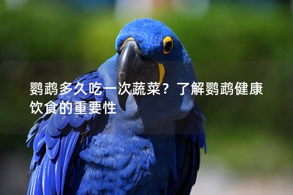鹦鹉多久吃一次蔬菜？了解鹦鹉健康饮食的重要性