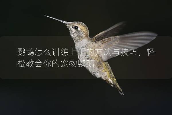 鹦鹉怎么训练上手的方法与技巧，轻松教会你的宠物鹦鹉