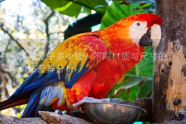 鹦鹉笼子多少钱？不同材质与尺寸的价格差异分析