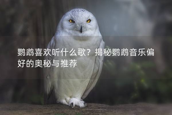 鹦鹉喜欢听什么歌？揭秘鹦鹉音乐偏好的奥秘与推荐