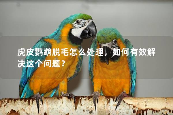 虎皮鹦鹉脱毛怎么处理，如何有效解决这个问题？