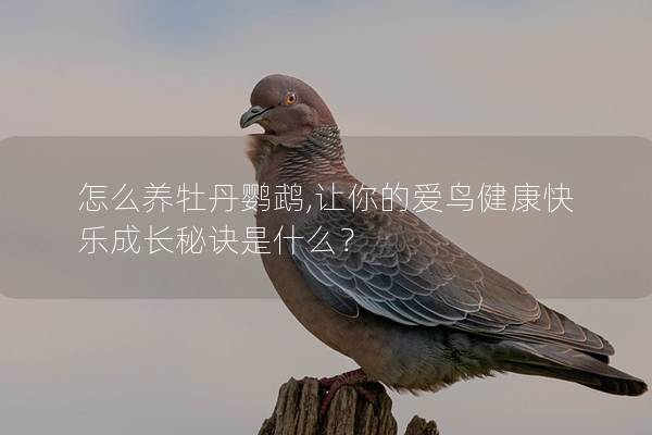 怎么养牡丹鹦鹉,让你的爱鸟健康快乐成长秘诀是什么？