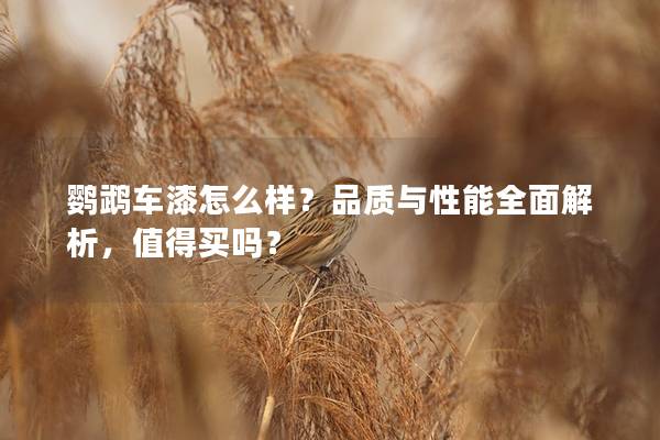 鹦鹉车漆怎么样？品质与性能全面解析，值得买吗？
