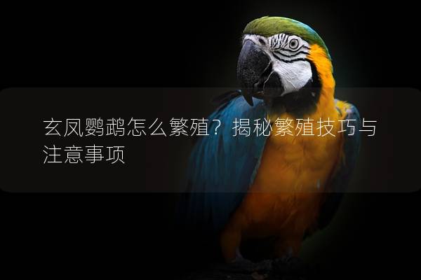 玄凤鹦鹉怎么繁殖？揭秘繁殖技巧与注意事项
