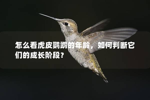 怎么看虎皮鹦鹉的年龄，如何判断它们的成长阶段？