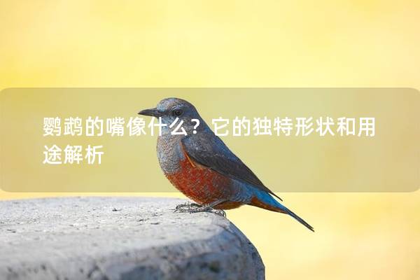 鹦鹉的嘴像什么？它的独特形状和用途解析